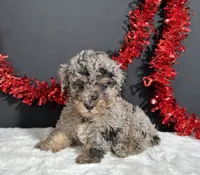 Bandit, a male Poodle - Miniature  for sale in Plainville, IN – 1 of 5