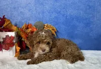 Flash, a male Poodle - Miniature  for sale in Plainville, IN – 4 of 7
