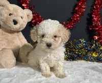 Buiscuit, a male Poodle - Miniature  for sale in Plainville, IN – 5 of 7