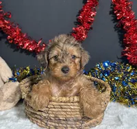 Rocky, a male Yorkipoo for sale in Plainville, IN – 1 of 6