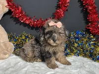 Sherri, a female Poodle - Miniature  for sale in Plainville, IN – 8 of 8