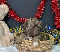 Lilly, a female Maltipoo for sale in Plainville, IN – 2 of 7