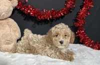 Addie, a female Poodle - Toy  for sale in Plainville, IN – Photo 5 of 6