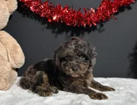 Hayden, a male Poodle - Toy  for sale in Plainville, IN – Photo 5 of 8