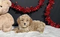 Addie, a female Poodle - Toy  for sale in Plainville, IN – Photo 6 of 6