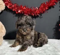Hayden, a male Poodle - Toy  for sale in Plainville, IN – Photo 6 of 8