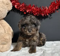Hayden, a male Poodle - Toy  for sale in Plainville, IN – Photo 7 of 8
