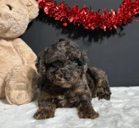 Hayden, a male Poodle - Toy  for sale in Plainville, IN – Photo 8 of 8