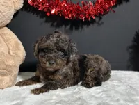 Hayden, a male Poodle - Toy  for sale in Plainville, IN – Photo 2 of 8
