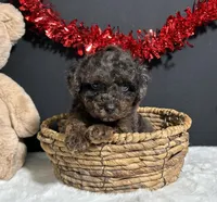 Hayden, a male Poodle - Toy  for sale in Plainville, IN – Photo 3 of 8