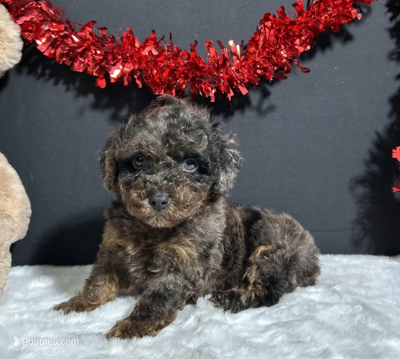 Hayden – Poodle - Toy  puppy for sale in Plainville, IN