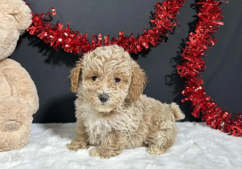 Addie – Poodle - Toy  puppy for sale in Plainville, IN