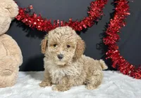 Addie, a female Poodle - Toy  for sale in Plainville, IN – Photo 1 of 6