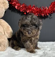 Hayden, a male Poodle - Toy  for sale in Plainville, IN – Photo 4 of 8