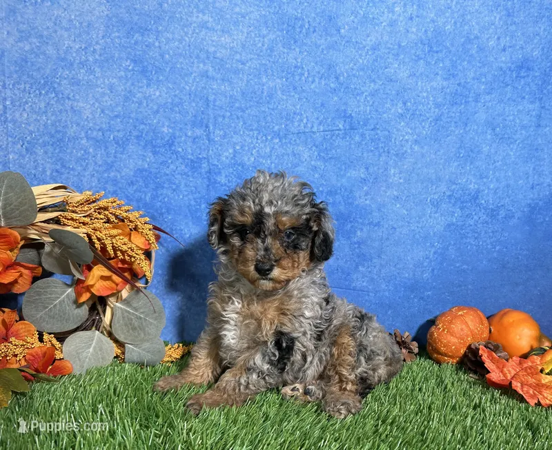 Sophie  – Poodle - Toy  puppy for sale in Plainville, IN