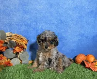 Sophie , a female Poodle - Toy  for sale in Plainville, IN – 1 of 9