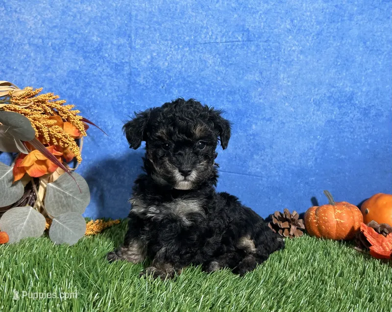 Lola – Poodle - Toy  puppy for sale in Plainville, IN
