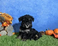 Lola, a female Poodle - Toy  for sale in Plainville, IN – 1 of 6