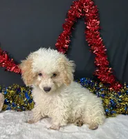 Biscuit, a male Poodle - Toy  for sale in Plainville, IN – 5 of 7
