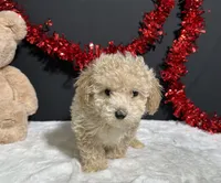 Bear, a male Poodle - Toy  for sale in Plainville, IN – Photo 3 of 6