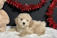 Bear, a male Poodle - Toy  for sale in Plainville, IN – Photo 2 of 6