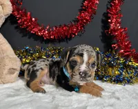 Noah, a male English Bulldog and Beagle for sale in Plainville, IN – 6 of 7