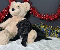 Diva, a female Maltipoo for sale in Plainville, IN – 5 of 8
