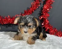 Luke, a male Yorkshire Terrier for sale in Plainville, IN – 3 of 6