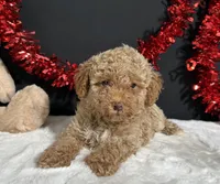Ellie, a female Poodle - Miniature  for sale in Plainville, IN – 4 of 7