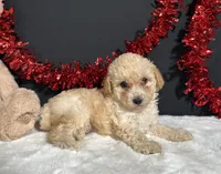 Ariel, a female Poodle - Toy  for sale in Plainville, IN – 3 of 7