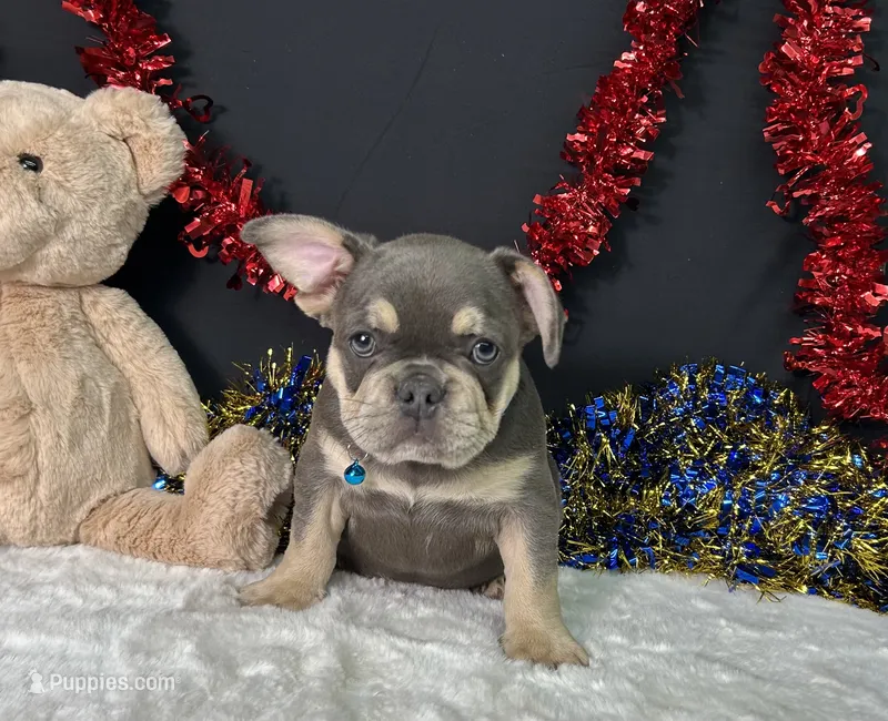Winston – French Bulldog puppy for sale in Plainville, IN