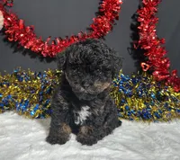 Luna, a female Poodle - Toy  for sale in Plainville, IN – 4 of 6