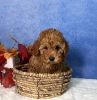 Dash, a male Poodle - Miniature  for sale in Plainville, IN – 3 of 10