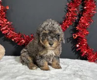 Millie, a female Poodle - Miniature  for sale in Plainville, IN – 4 of 6