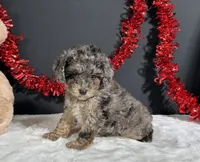 Monica, a female Poodle - Miniature  for sale in Plainville, IN – 6 of 7