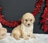 Ariel, a female Poodle - Toy  for sale in Plainville, IN – 2 of 7