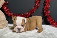 Violet, a female English Bulldog for sale in Plainville, IN – 4 of 7