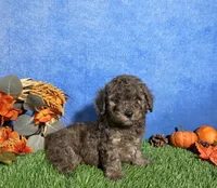 Atlas, a male Poodle - Miniature  for sale in Plainville, IN – 5 of 7