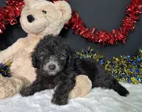 Evan, a male Poodle - Miniature  for sale in Plainville, IN – 5 of 5