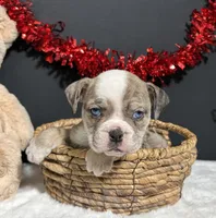 Tammy, a female English Bulldog and Beagle for sale in Plainville, IN – Photo 6 of 6
