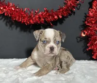 Tammy, a female English Bulldog and Beagle for sale in Plainville, IN – Photo 4 of 6