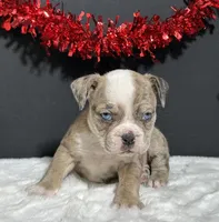 Tammy, a female English Bulldog and Beagle for sale in Plainville, IN – Photo 3 of 6