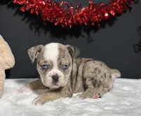 Tammy, a female English Bulldog and Beagle for sale in Plainville, IN – Photo 1 of 6