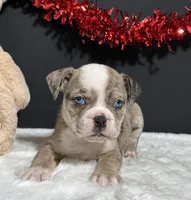 Tammy, a female English Bulldog and Beagle for sale in Plainville, IN – Photo 2 of 6