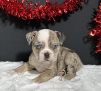 Tammy, a female English Bulldog and Beagle for sale in Plainville, IN – Photo 5 of 6