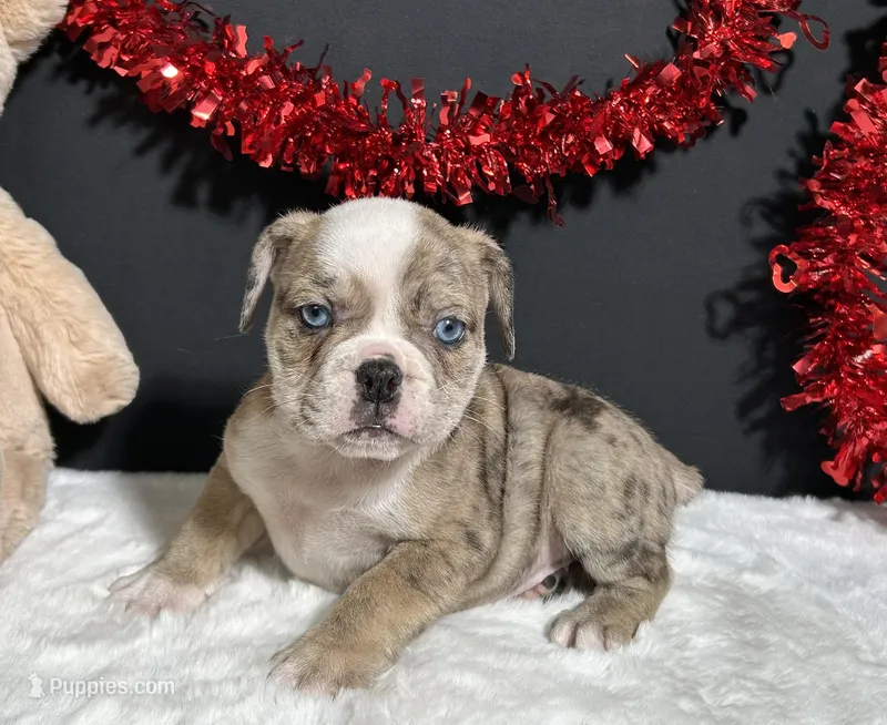 Tammy – English Bulldog, Beagle puppy for sale in Plainville, IN