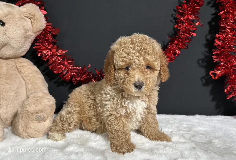 Bandit – Poodle - Miniature  puppy for sale in Plainville, IN