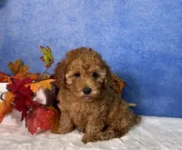Dash, a male Poodle - Miniature  for sale in Plainville, IN – 9 of 10