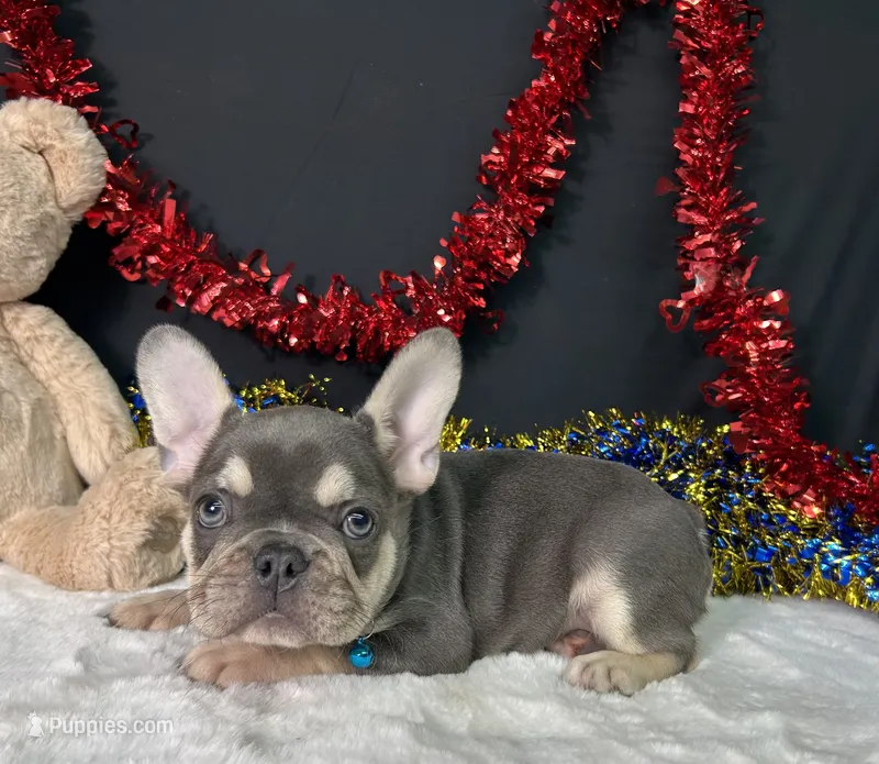 Stich – French Bulldog puppy for sale in Plainville, IN