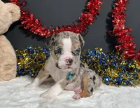 Louie, a male English Bulldog and Beagle for sale in Plainville, IN – 4 of 8